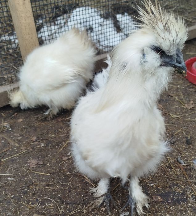 Sprzedam 4 szt Silki młode z tego roku