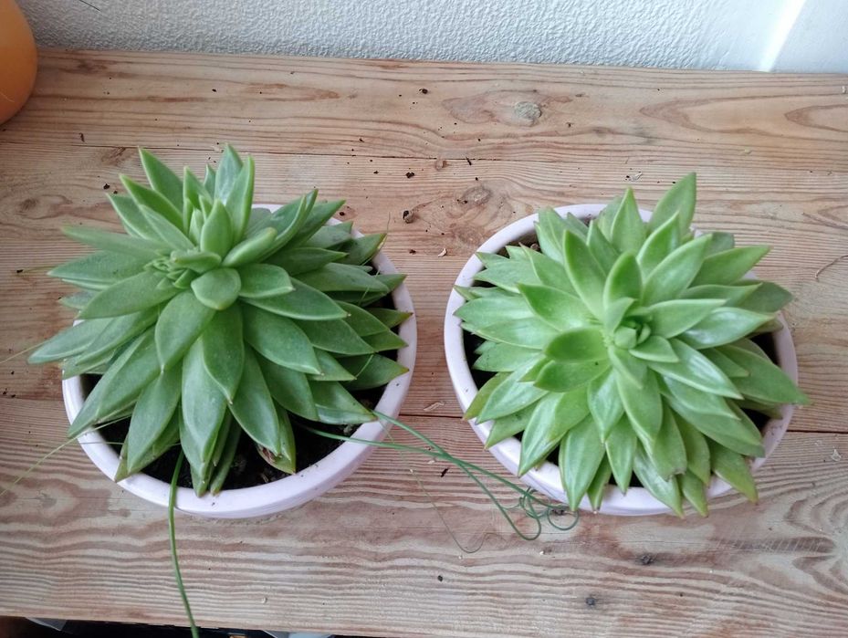 Planta natural, suculenta