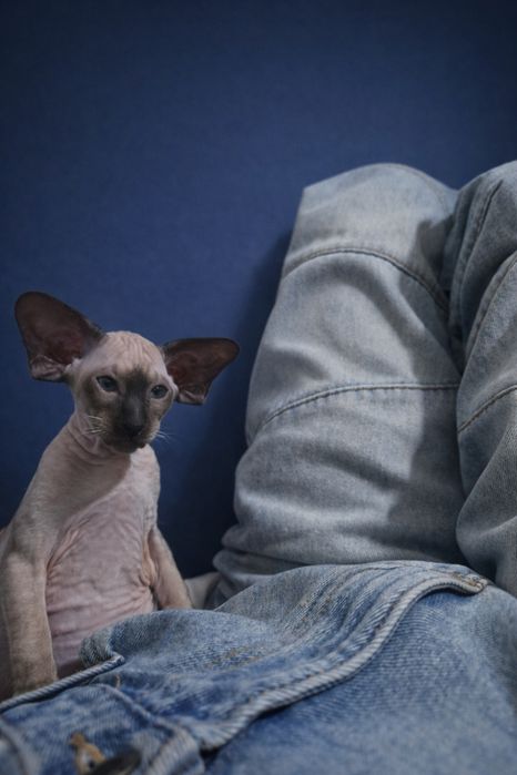 Петерболд окрас колор поінт