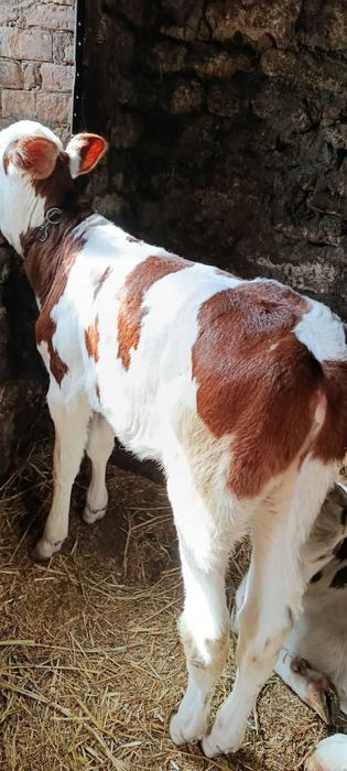 Телята/теличка/бичок