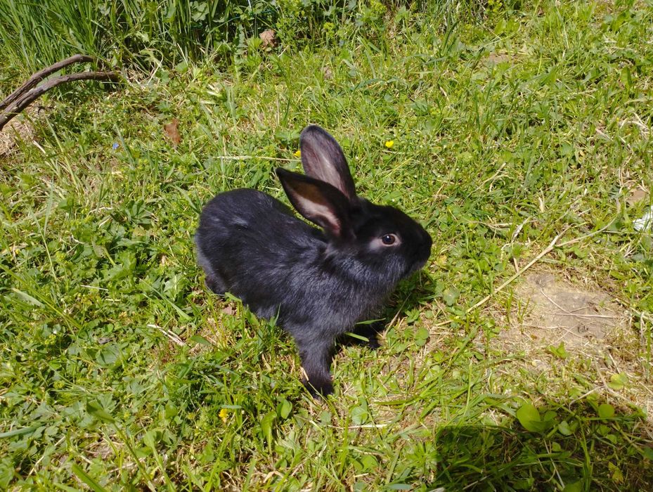 Продаються кролики.