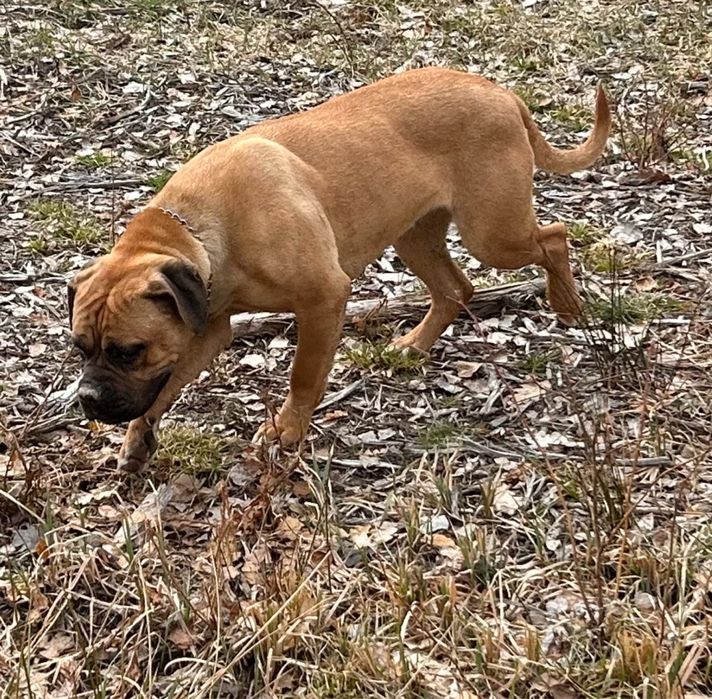 Suki cane corso do oddania w dobre rece