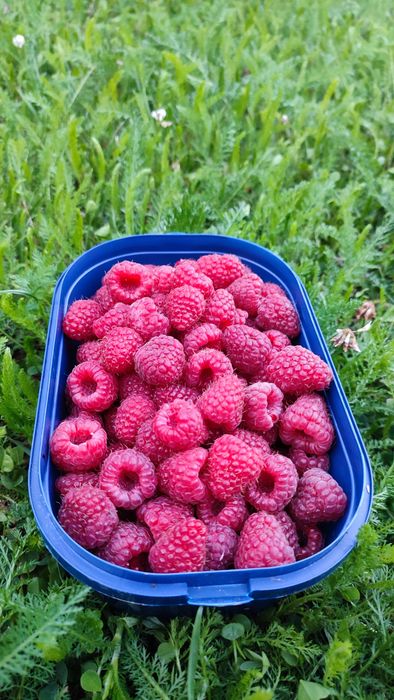Maliny ekologiczne