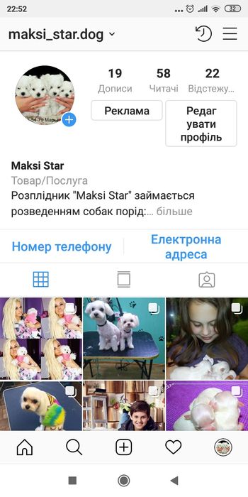 Елітне цуценя мальтійської болонки шоу-класу