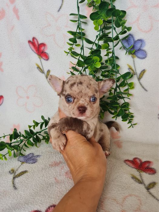 Excelente  menino mini Chihuahua/Chiuaua de Qualidade. Lunhagem Russa
