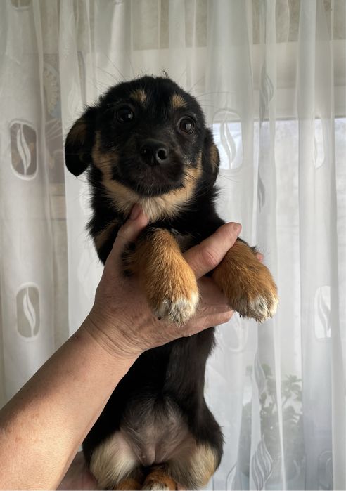 Цуценята в добрі руки