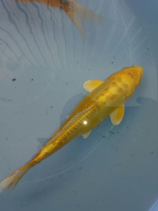 Карпи    коі