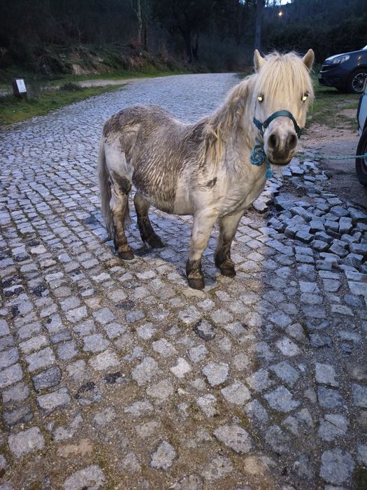 Pôneis mansos para venda