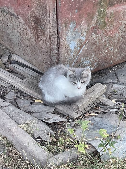 Котики в добрі руки