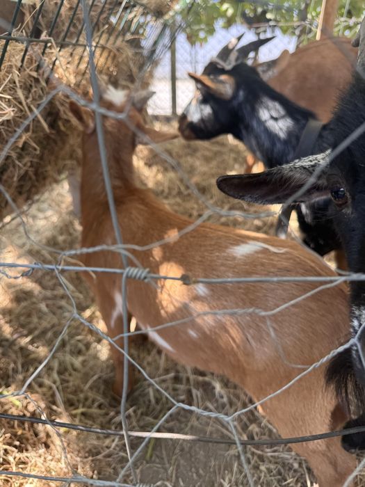 Cabrito com 3 meses para venda