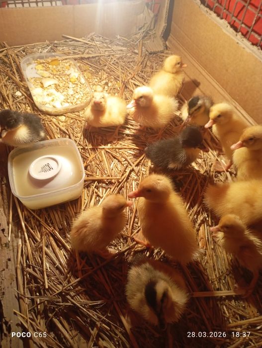 Kaczki mix Pekin/staropolskie