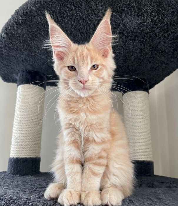 Котик породи мейн-кун, кошеня-хлопчик.