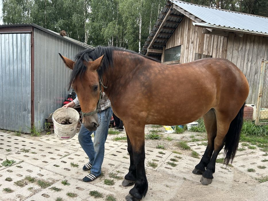 Klacz  gniada , 2 letnia