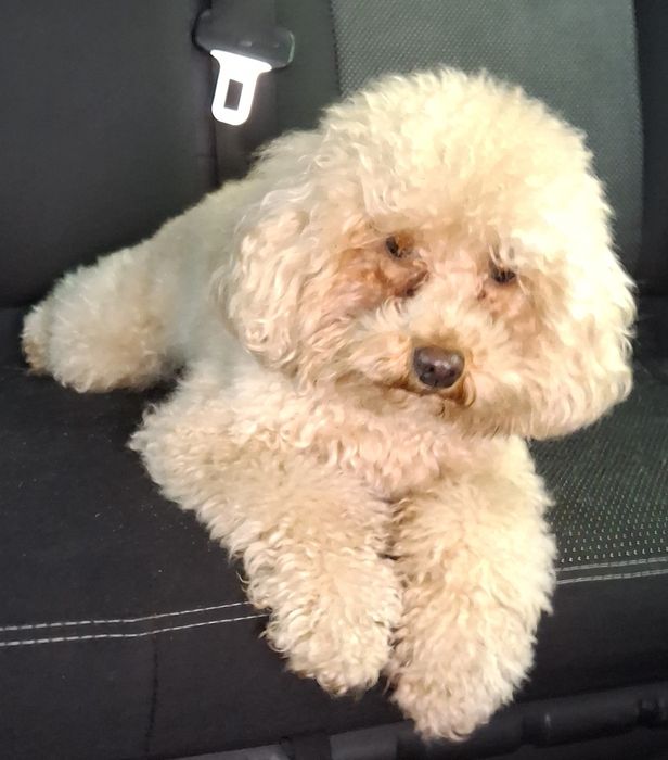 Вязка той пудель