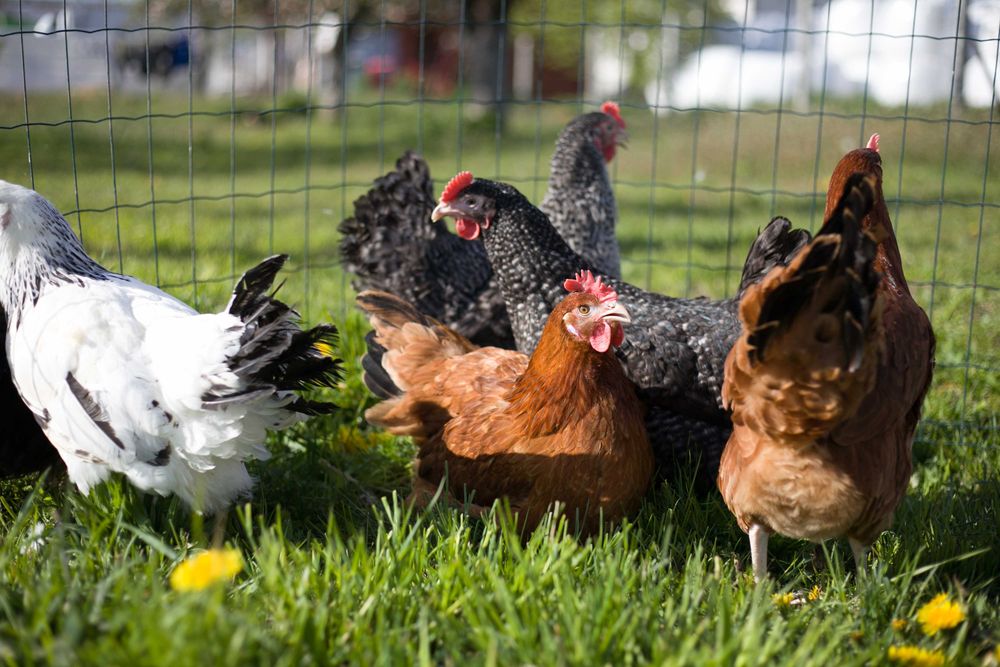 Kurki nioski odchowane Rosa dowóz gratis