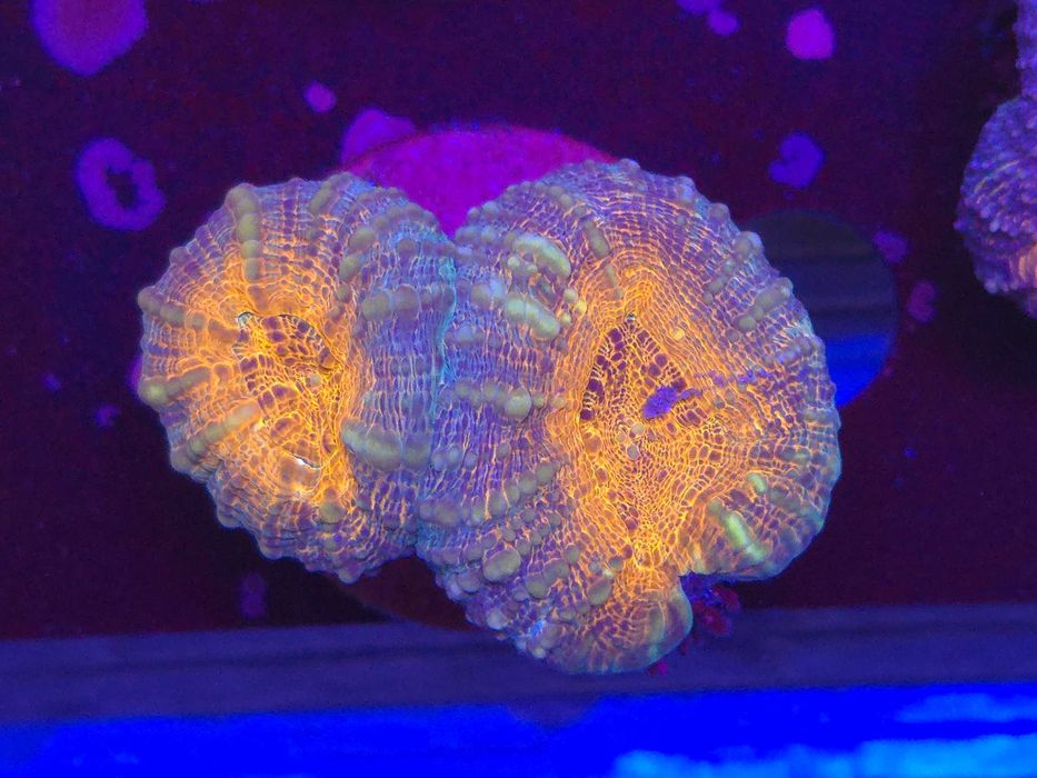 Lobophyllia Koralowce Akwarystyka morska Poznań