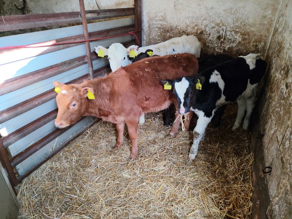 4 jałoszki Polskie gryzaki