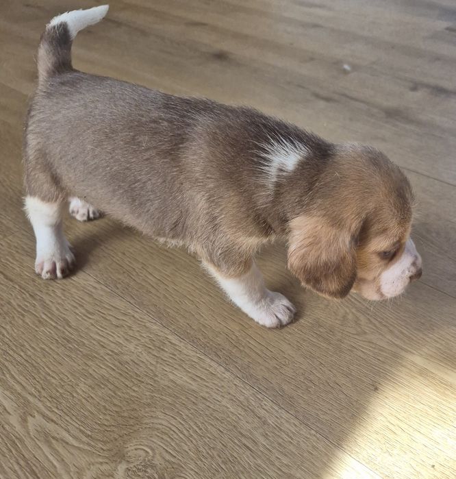 BEAGLE Bicolor Teicolor z rodowodem, szczeniak, szczeniaczek rodowód