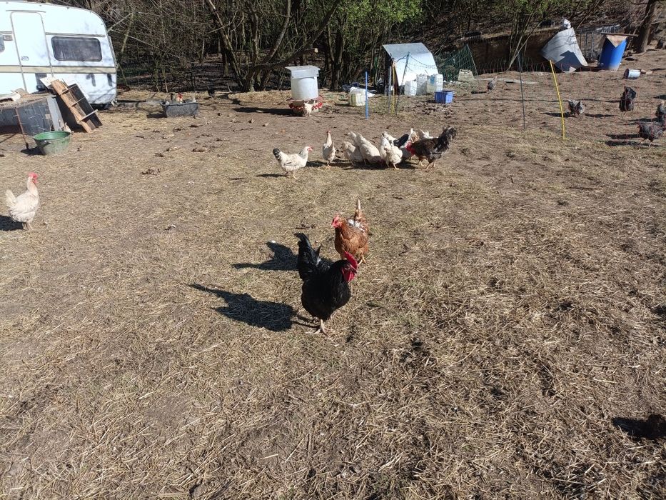 Domowa Kura tuszka rosołowa z chowu pastwiskowego