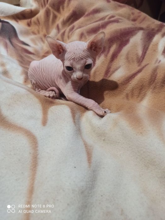 Неймовірні сфінксенятка чекають своїх власників