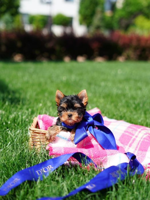 Справжні йоркширські зірки – маленькі, але з великим характером