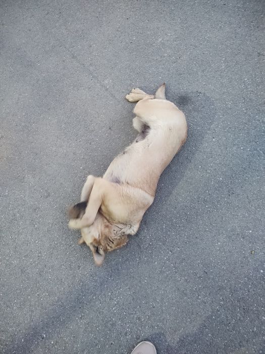 Дуже добра і грайлива