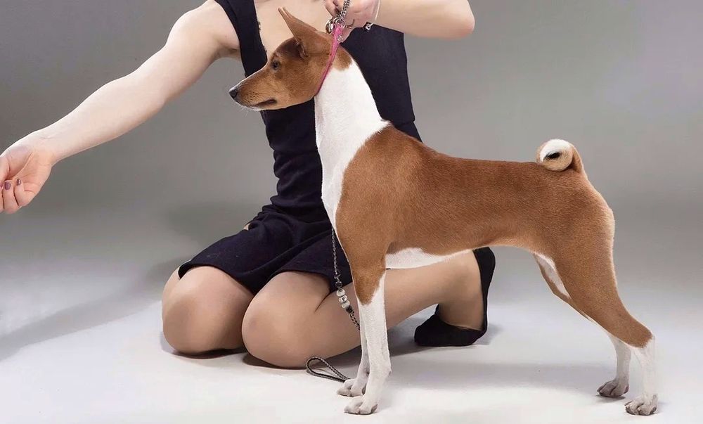 Щенки басенджи 2026