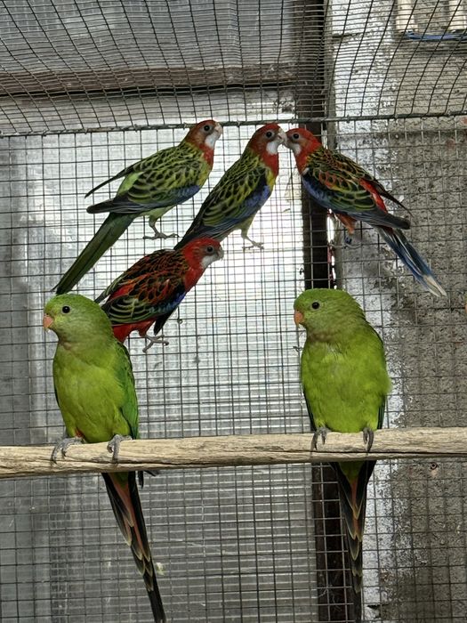 Varias Aves 2026