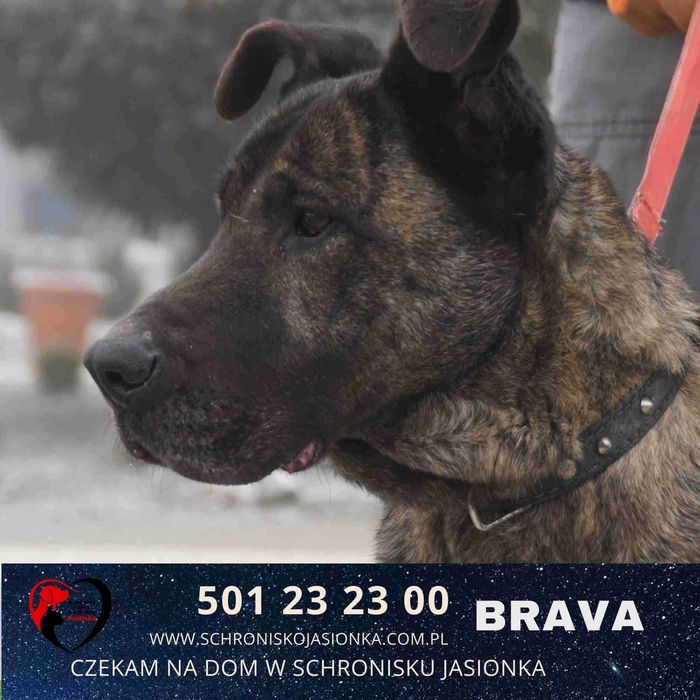 Brava do adopcji – Schronisko Jasionka