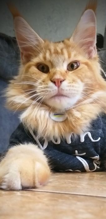 Мейкун шукає подружку.