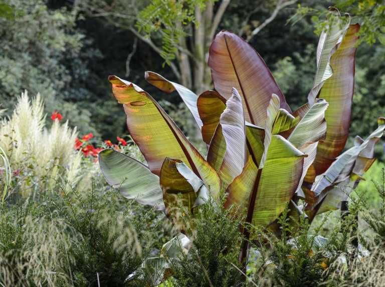 Banan abisyński ensete ventricosum Maurelii, duże okazy!