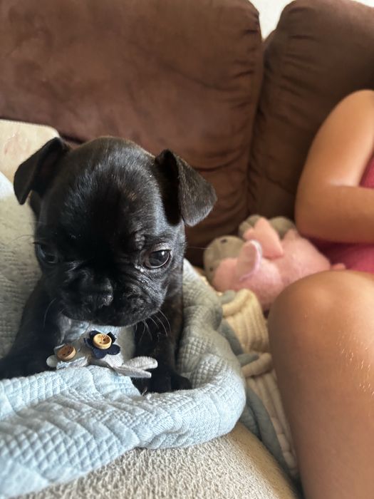 Menina bulldog frances