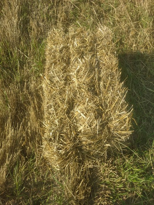 Продам тюки соломи