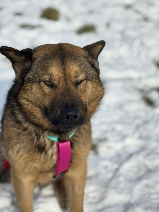 Mulan bardzo grzeczna sunia do adopcji