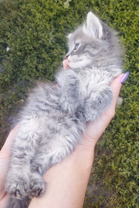 Кошеня шукає дім