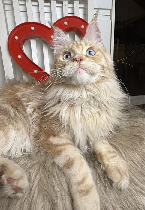 Niebieskooki Asterix of Coty Coli