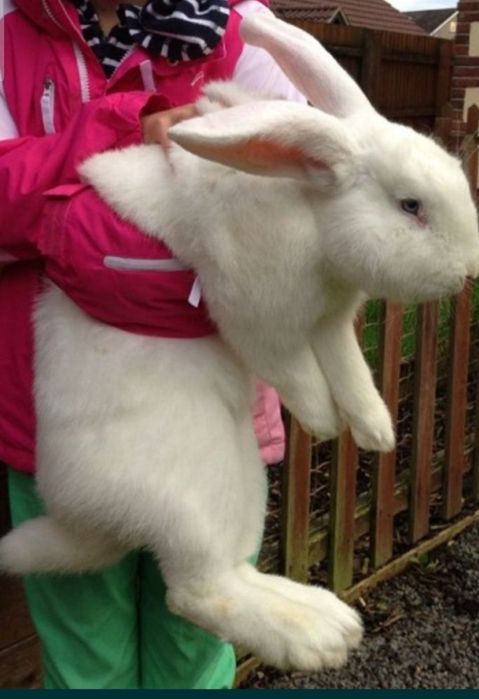 Продам кролят породы Великан