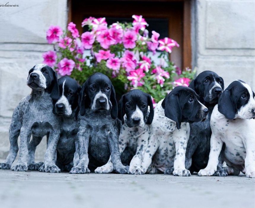 Wyżeł z Owernii czeka na Ciebie