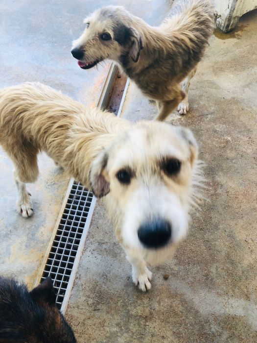 Jaerry - cao jovem de porte grande pra adoçao