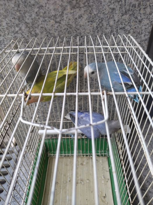 Agapórnis variados
