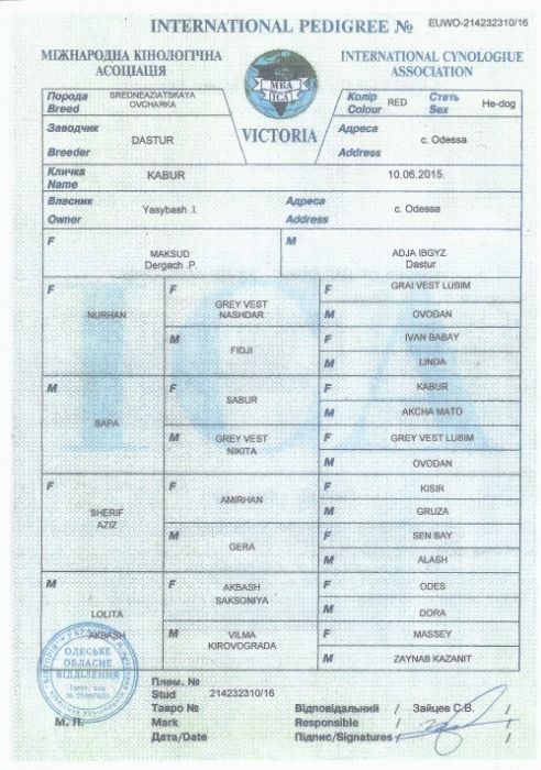 Алабай 9 лет вязка Родословная