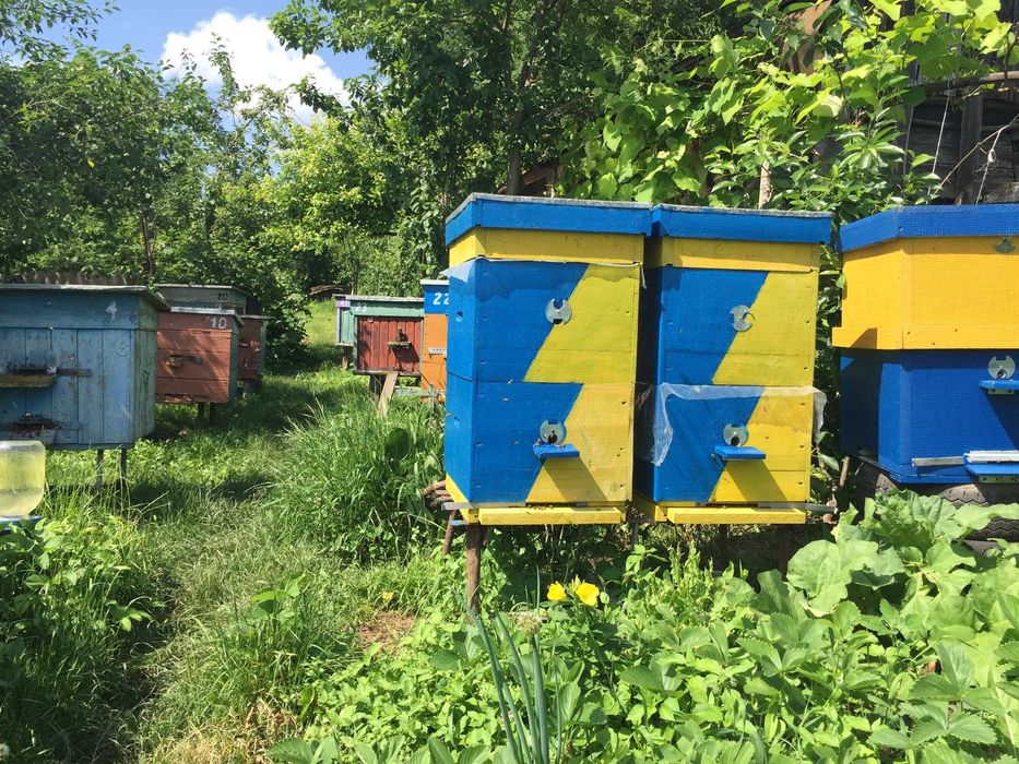 Продам бджолині відводки