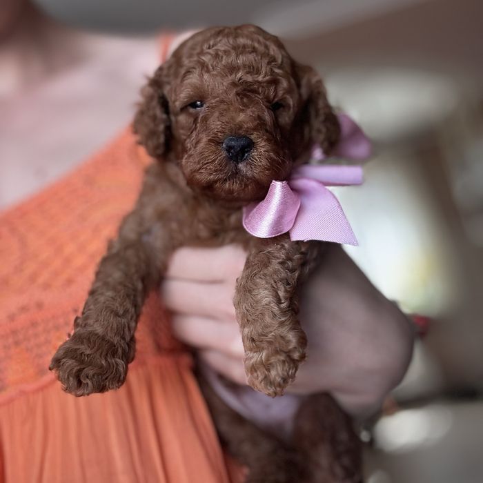 шикарний хлопчик у забарвленні RED BRAUN