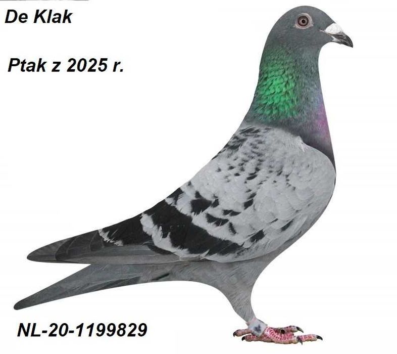 Gołębie pocztowe Gołąb Samca NL 2025     De Klak     rodowodem