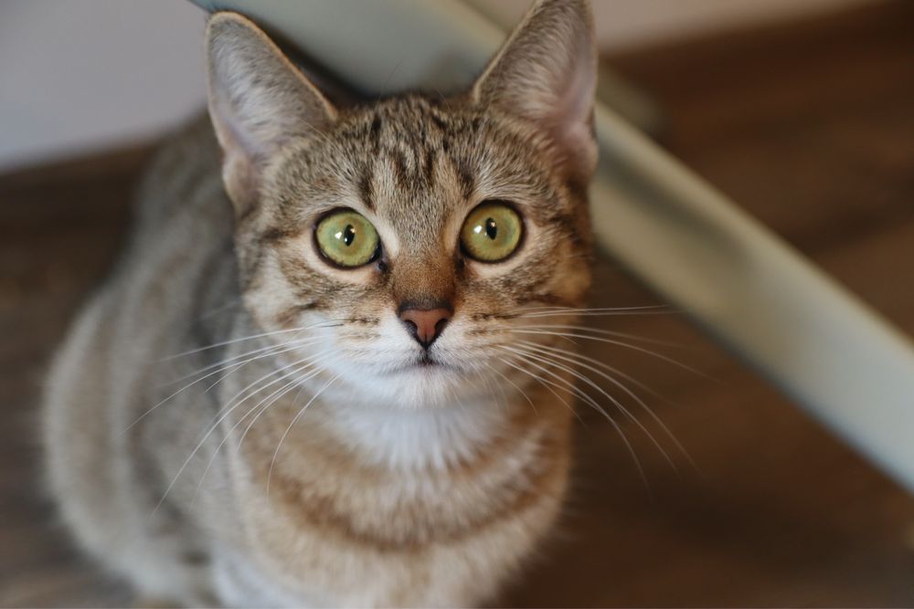 60 kotów do adopcji