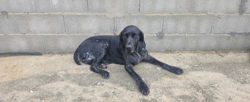 Cão braco alemão