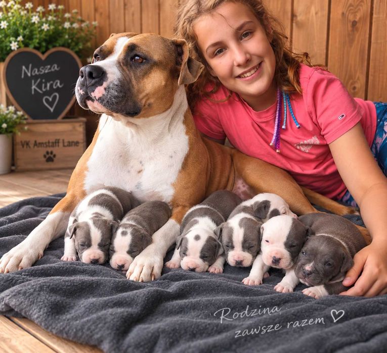 American Staffordshire Terrier AMSTAFF – szczenięta z rodowodem