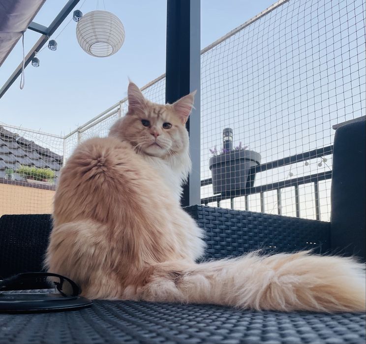 Maine coon - kocurek Yoda