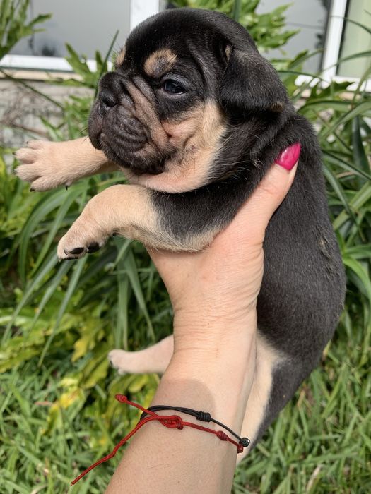Bulldog black tan