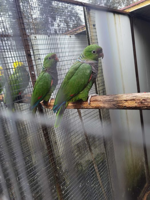 Casal de amazonas vinacea